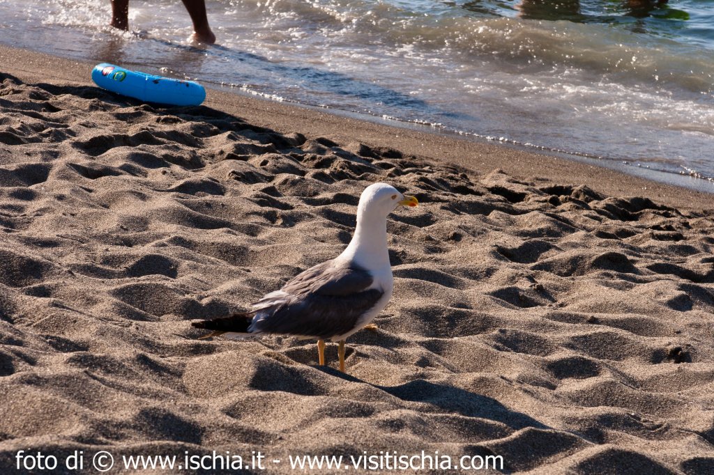 spiaggia-san-montano-11